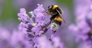 A small city is devoting 1,000 acres of land to America's vanishing bees bee on lavender