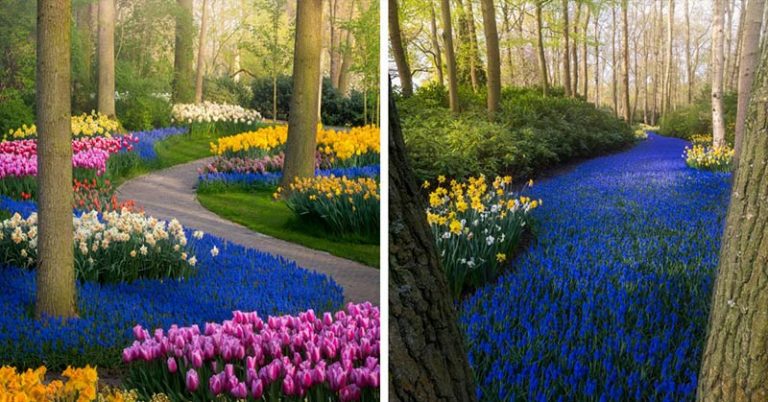 For The First Time In 71 Years, The Most Beautiful Flower Garden In The World Has No Visitors. The Photos Are Incredibly Stunning - Featured image