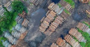 China is Turning the Rainforest into Cheap Furniture for the US rainforest being turned into furniture