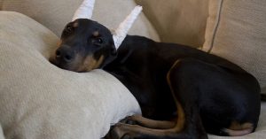 Dogs are Born with Ears and Tails. They Should Get to Keep Them. dog ears cut off