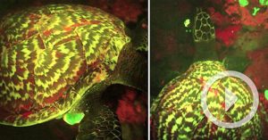Everything you need to know about the glowing Sea Turtle glowing turtle
