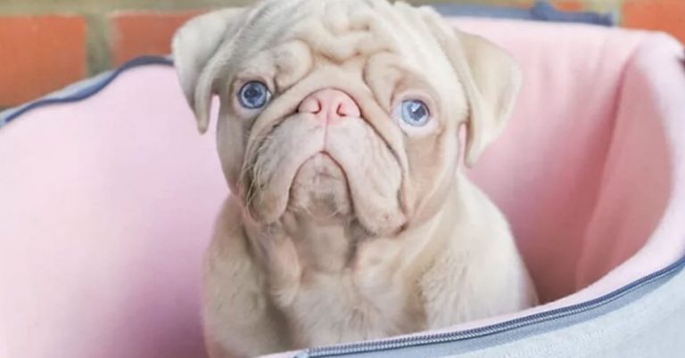 Meet Milkshake, the Rare Pink Pug Stealing Hearts on Instagram - Featured image