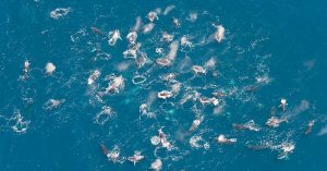 humpback whales are organizing