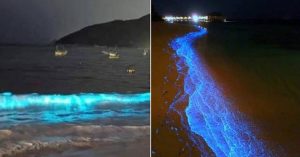 First Time In 6 Decades, Bioluminescent Planktons Light Up A Beach In Acapulco bioluminescent sea life