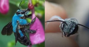 Long-Lost Ultra-Rare Blue Bee Discovered In Florida blue bee