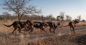 Canines to the Rescue: Dogs Trained To Protect Wildlife Have Saved 45 Rhinos from Poachers in South Africa dogs trained to save wildlife