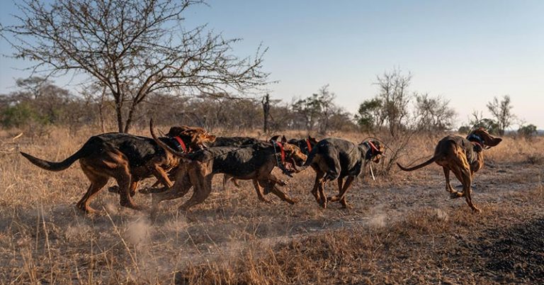 Canines to the Rescue: Dogs Trained To Protect Wildlife Have Saved 45 Rhinos from Poachers in South Africa - Featured image