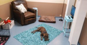animal shelter adoption living room