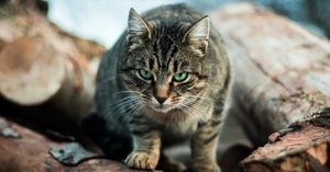 One Cat, One Year, 110 Native Animals: Lock up Your Pet, It’s a Killing Machine cat