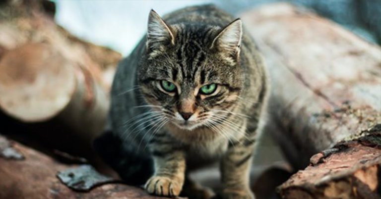 One Cat, One Year, 110 Native Animals: Lock up Your Pet, It’s a Killing Machine - Featured image