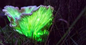 Ghost mushroom hunters photograph glowing fungi ghost mushroom