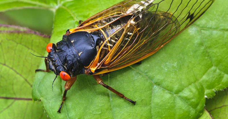 Cicada on a green leaf