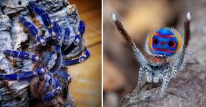 peacock spider