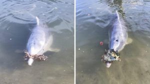 dolphin
