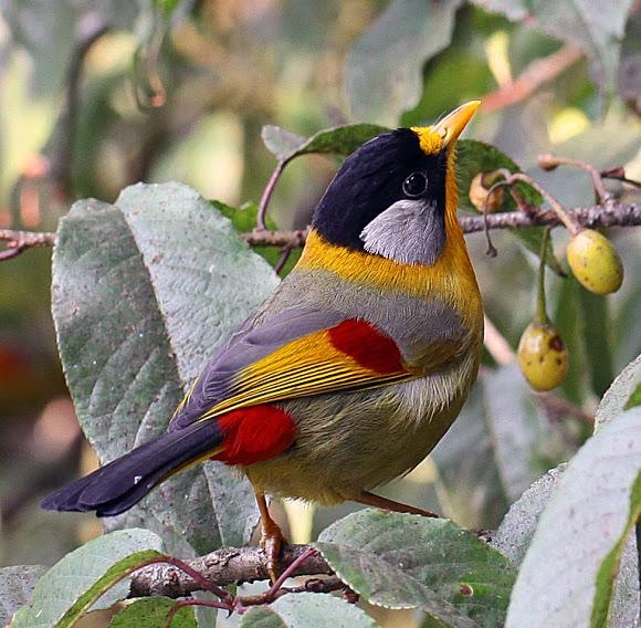 Silver Eared Mesia Is A Riot Of Autumnal Colors