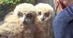 owl chicks watch TV