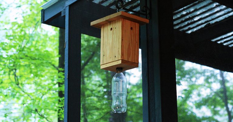 How to Make a Carpenter Bee Trap - Featured image