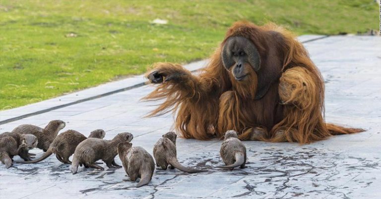 Zoo shares adorable pictures of orangutans playing with their otter friends - Featured image