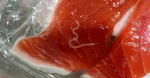 parasites in sushi