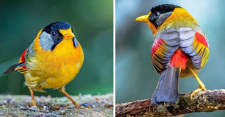 A Coat of Many Colors: The Silver-Eared Mesia Is All the Burst of Color You’ll Need Today - Featured image