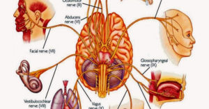 vagus nerve