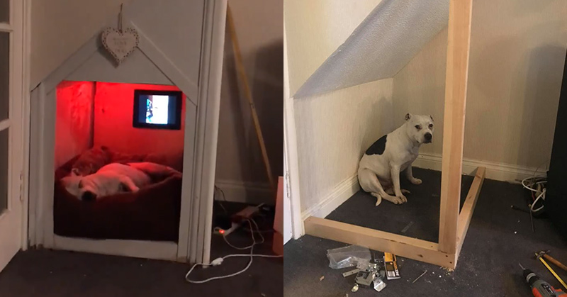 Dad Built His Rescue Dog With Trust Issues A Tiny House In The Living Room To Get ‘Alone Time’ - Featured image