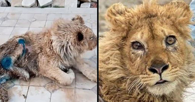 Lion Cub’s Legs Deliberately Broken So He Couldn’t Escape While Tourists Posed For Photos - Featured image