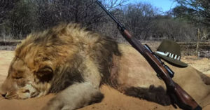 12,000 lions being farmed in captivity to be shot dead by tourists in 'canned hunts' dead lion