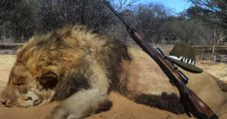 12,000 lions being farmed in captivity to be shot dead by tourists in ‘canned hunts’ - Featured image