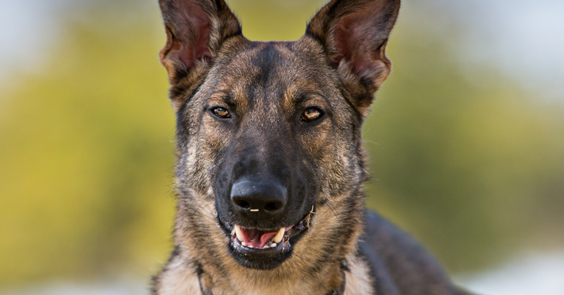 Science Says Dogs Can Sniff Out Untrustworthy People - Featured image