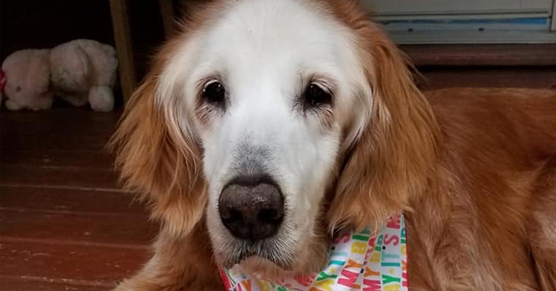 Tennessee Dog Celebrates 20th Birthday as Oldest Golden Retriever in History - Featured image