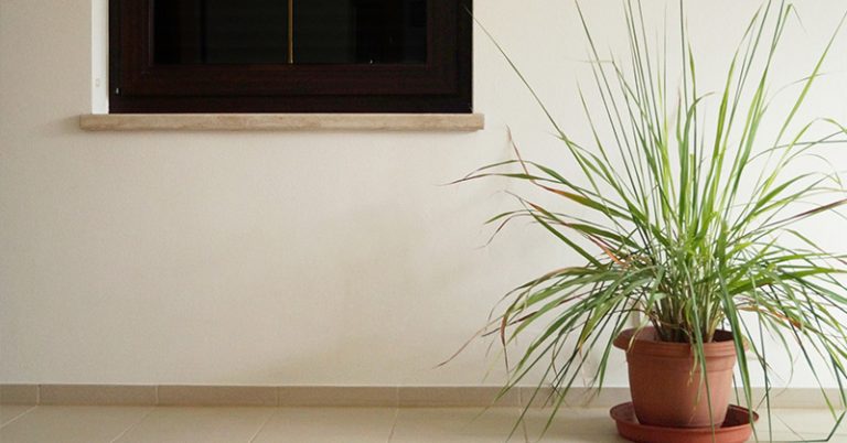 Grow Your Own Lemongrass. It Can Help Repel Mosquitoes, Keep You Relaxed And Relieve Your Headache - Featured image