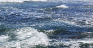 Walking Sharks That Can Leave The Water Discovered In Indo-Australian Archipelago water waves