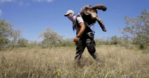 The 15 Giant Tortoises That Saved a Species–Breeding 1,900 Babies–Finally Returned to Their Galapagos Island Home turtles being returned to galapagos islands