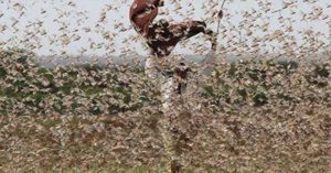 The Locust Plague in East Africa Is Sending Us a Message, And It's Not Good News locust outbreak east africa