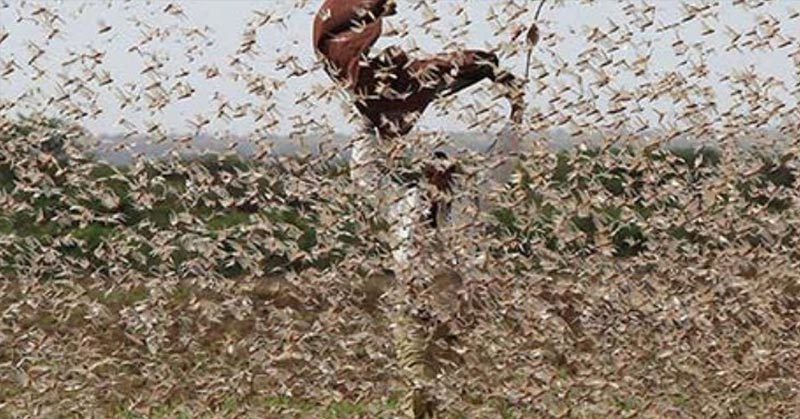 locust outbreak east africa