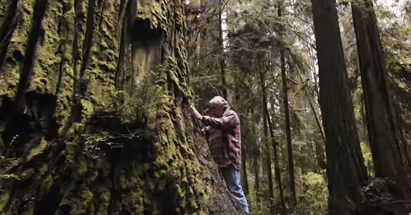 man cloning old growth redwoods