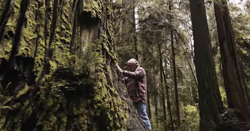 This Man Is Cloning Old-Growth Redwoods and Planting Them in Safe Places - Featured image