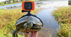 Turtle Strapped With a GoPro Documents Endearing Underwater Life turtle with gopro