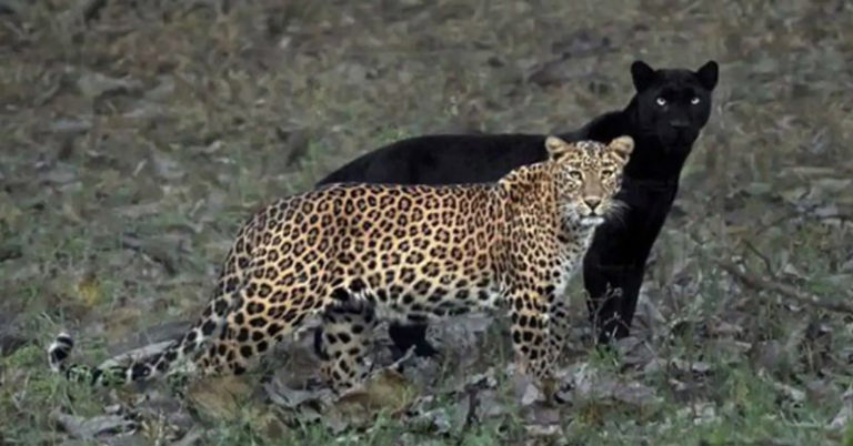 Photographer Waits 6 Days to Capture Perfect Moment Between Stunning Black Panther and Leopard - Featured image