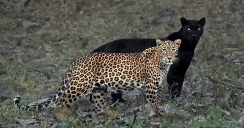 blank panther leopard
