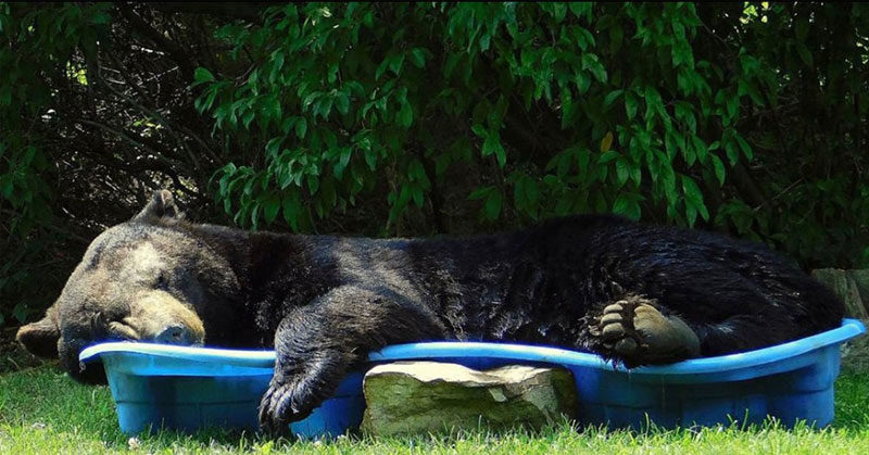bear in pool