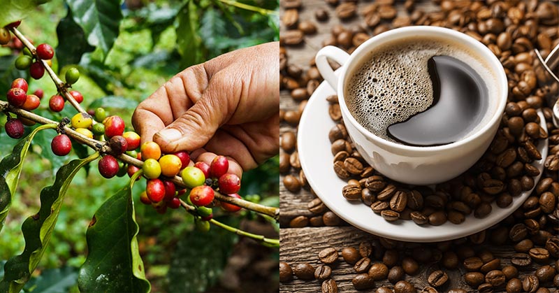 World Could Soon ‘Run Out Of Coffee’ Due To Global Warming - Featured image