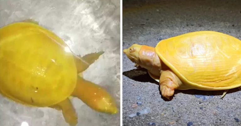 Farmer Discovers Rare Yellow Turtle That Experts Haven’t Seen Before - Featured image