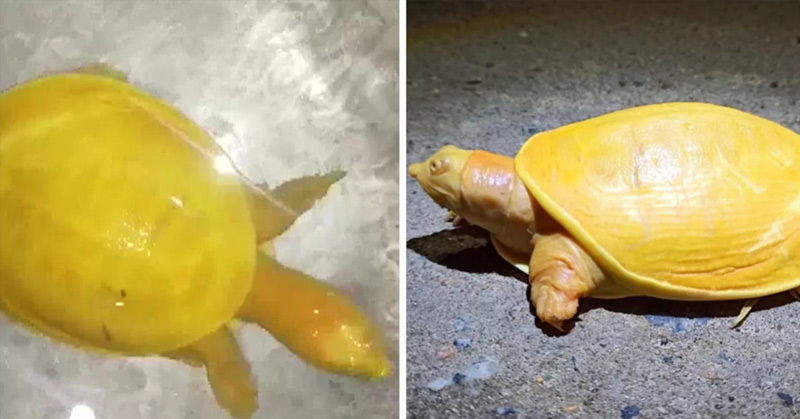 Farmer Discovers Rare Yellow Turtle That Experts Haven’t Seen Before - Featured image