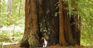 redwood tree