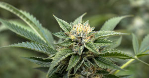 6 Conditions That Can Be Treated with Medical Marijuana cannabis flower