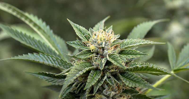 6 Conditions That Can Be Treated with Medical Marijuana - Featured image