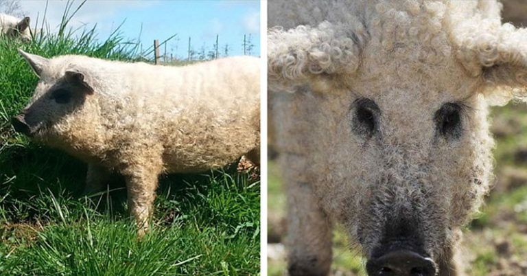 “Sheep Pigs” Are real and They’re like Giant Fuzzy Dogs - Featured image