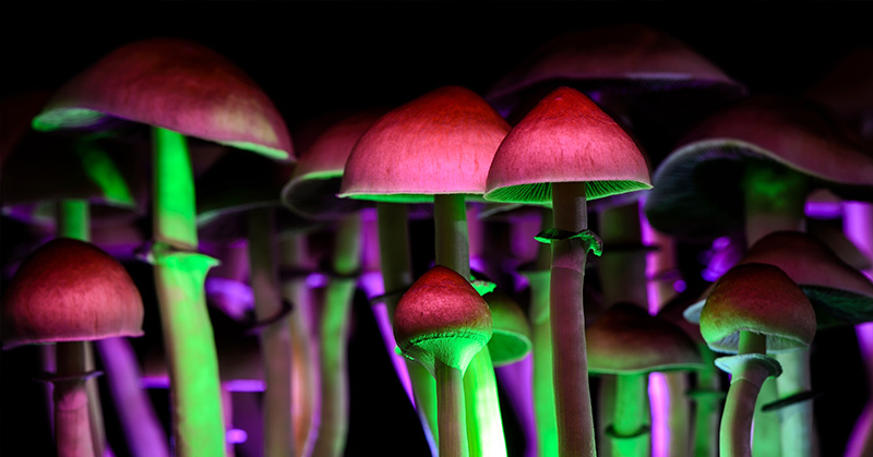 Canada Will Let Terminally Ill Patients Use Psychedelic Mushrooms For End-Of-Life Care - Featured image